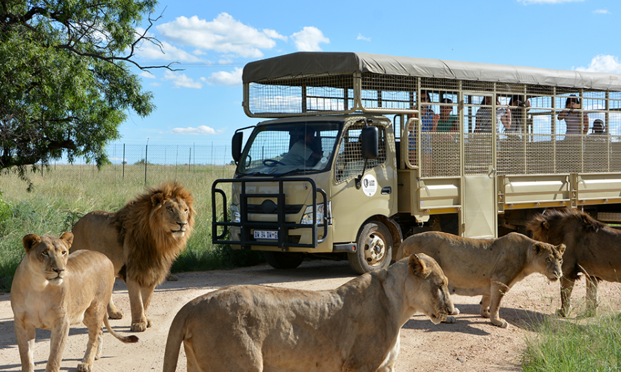 lion_park-1.900x540.png