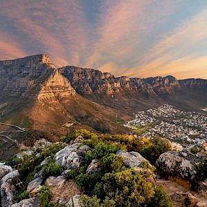 Offer Game Drives, Table Mountain Tour, Superb Sport - Cape Town has it all!