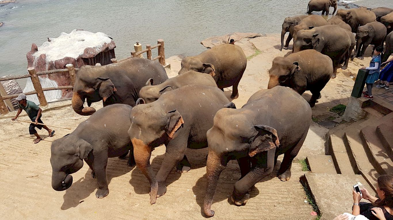 Gallery Multi-Sport Tour of Sri Lanka - 12